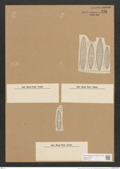 Navicula consors A.Schm. (de-Toni-Nr.: Genus 1, Species 323) Zeichnungen Sammlung Grunow Nr. 728 (NHMW-BOT-W0367113)